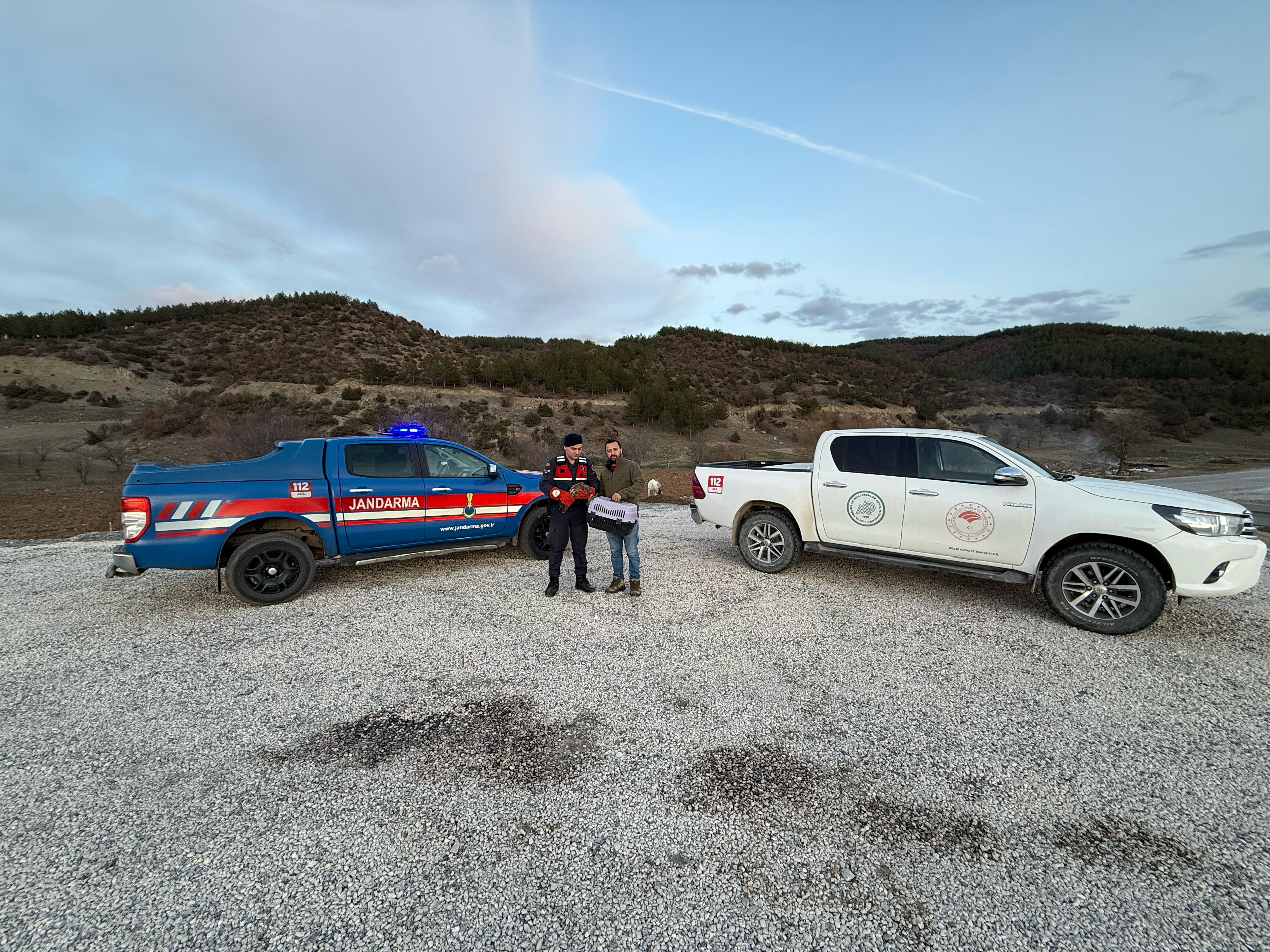 Jandarma yaralı kızıl şahini kurtardı 