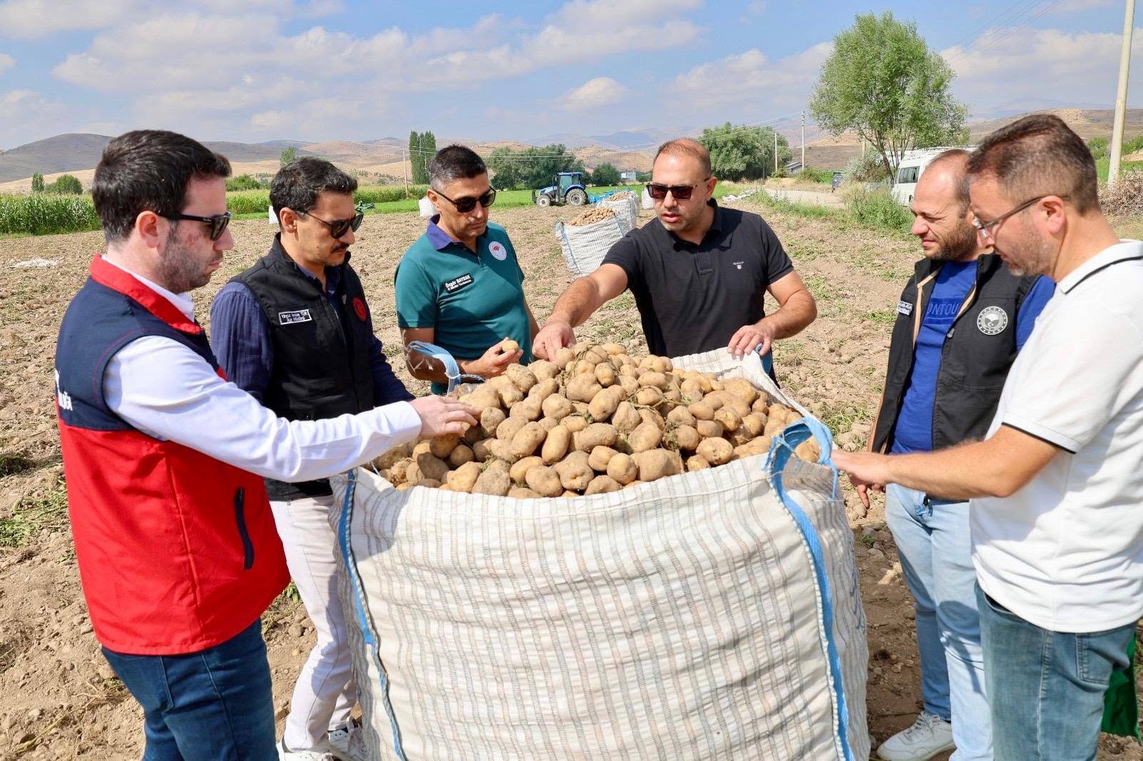 PATATES HASADI DEVAM EDİYOR