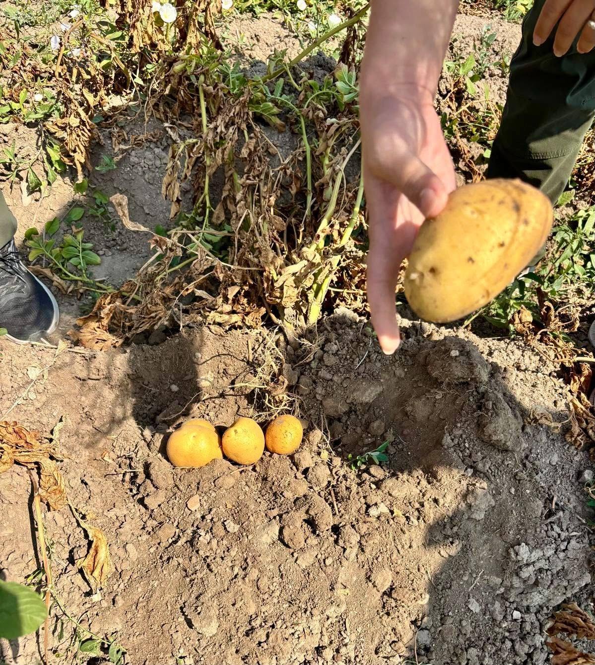 PATATES ÜRETİM ALANLARINDA SAHA KONTROLLERİ SÜRÜYOR