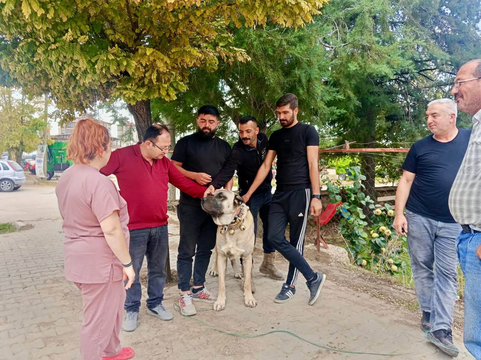 EVCİL HAYVANLARIN KİMLİKLENDİRME ÇALIŞMALARI DEVAM EDİYOR